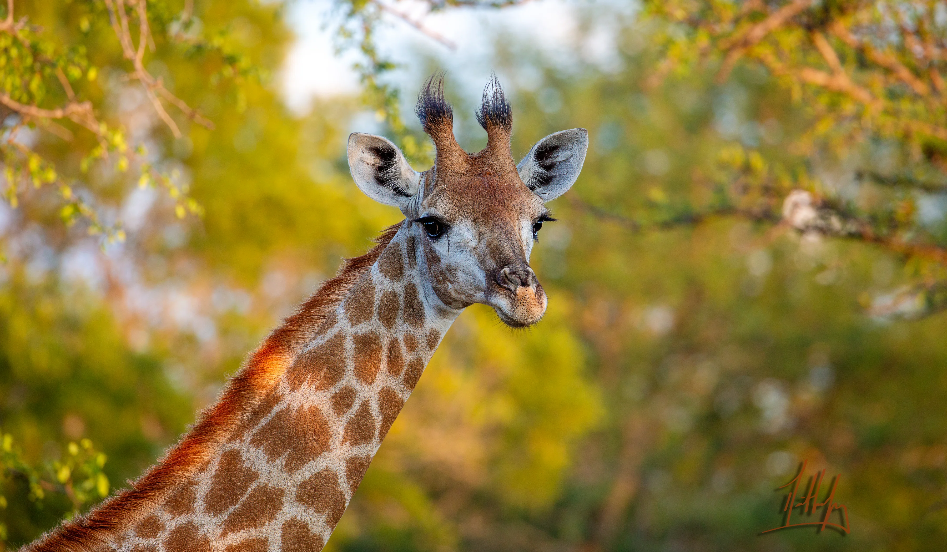 Giraffe