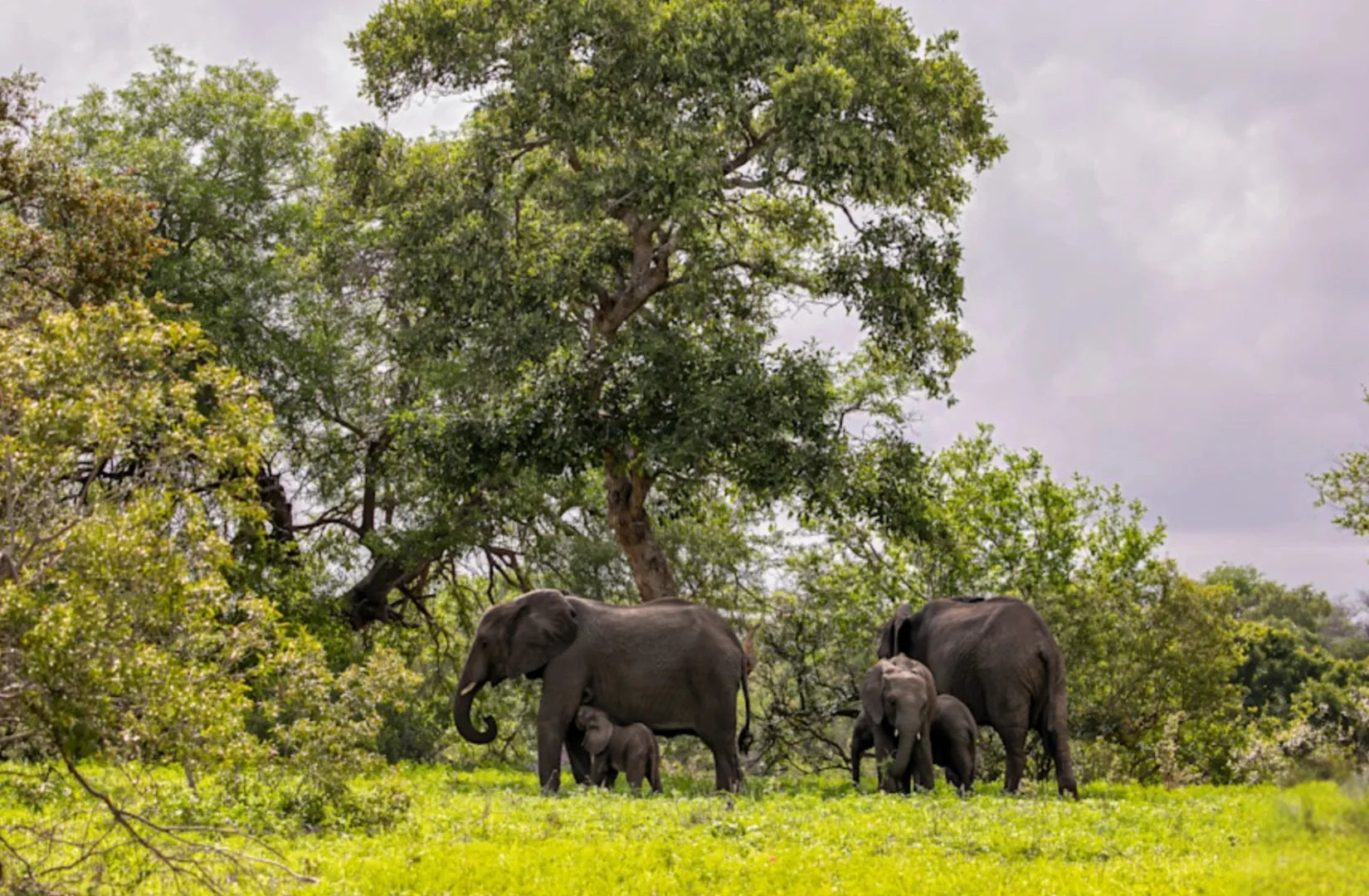 Elephants