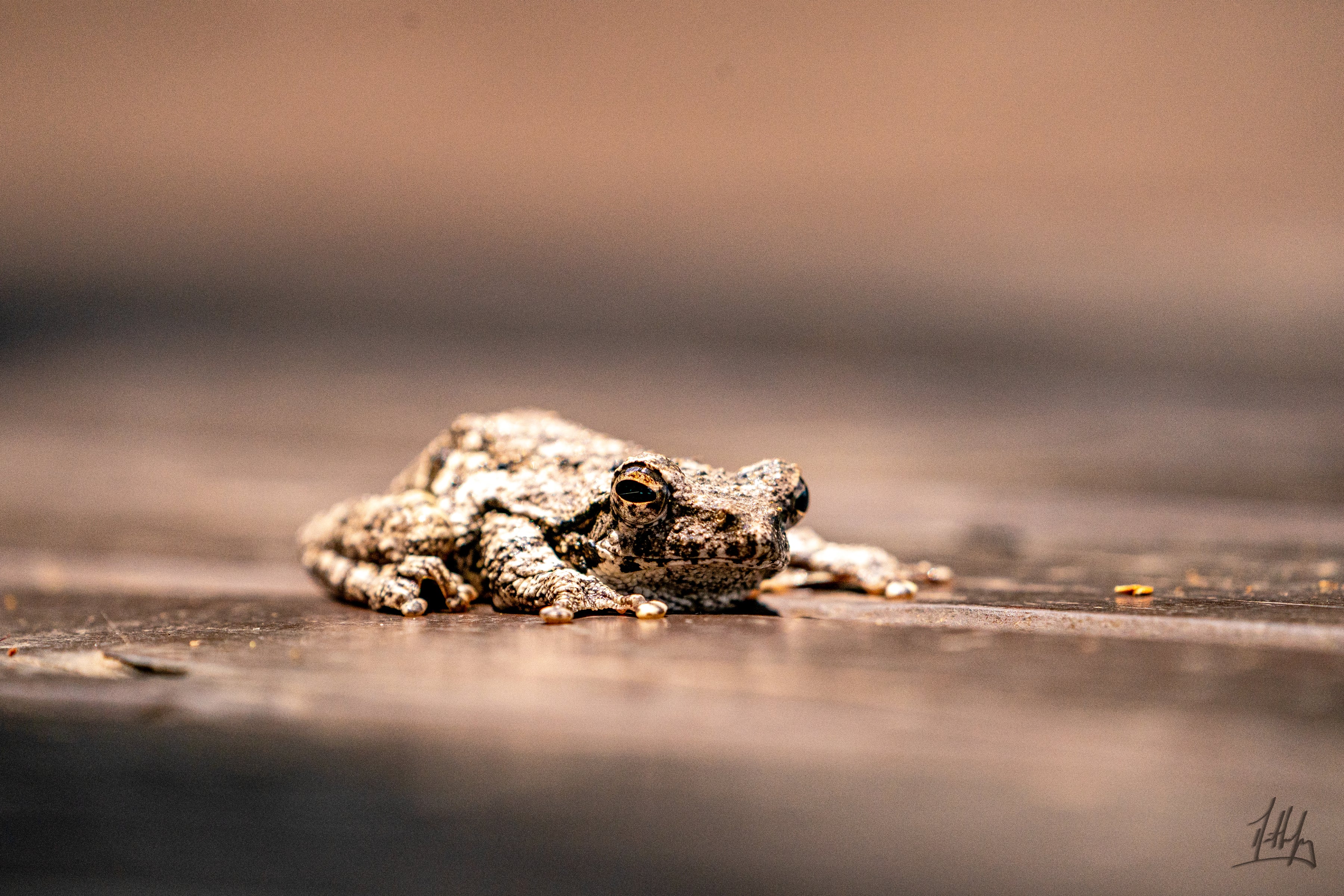 Frog on a wooden surface with a blurred background