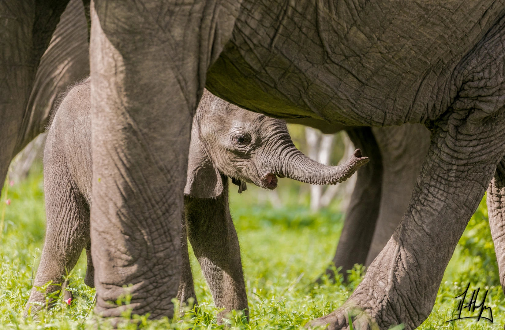 Kruger Baby Elephant Suckling