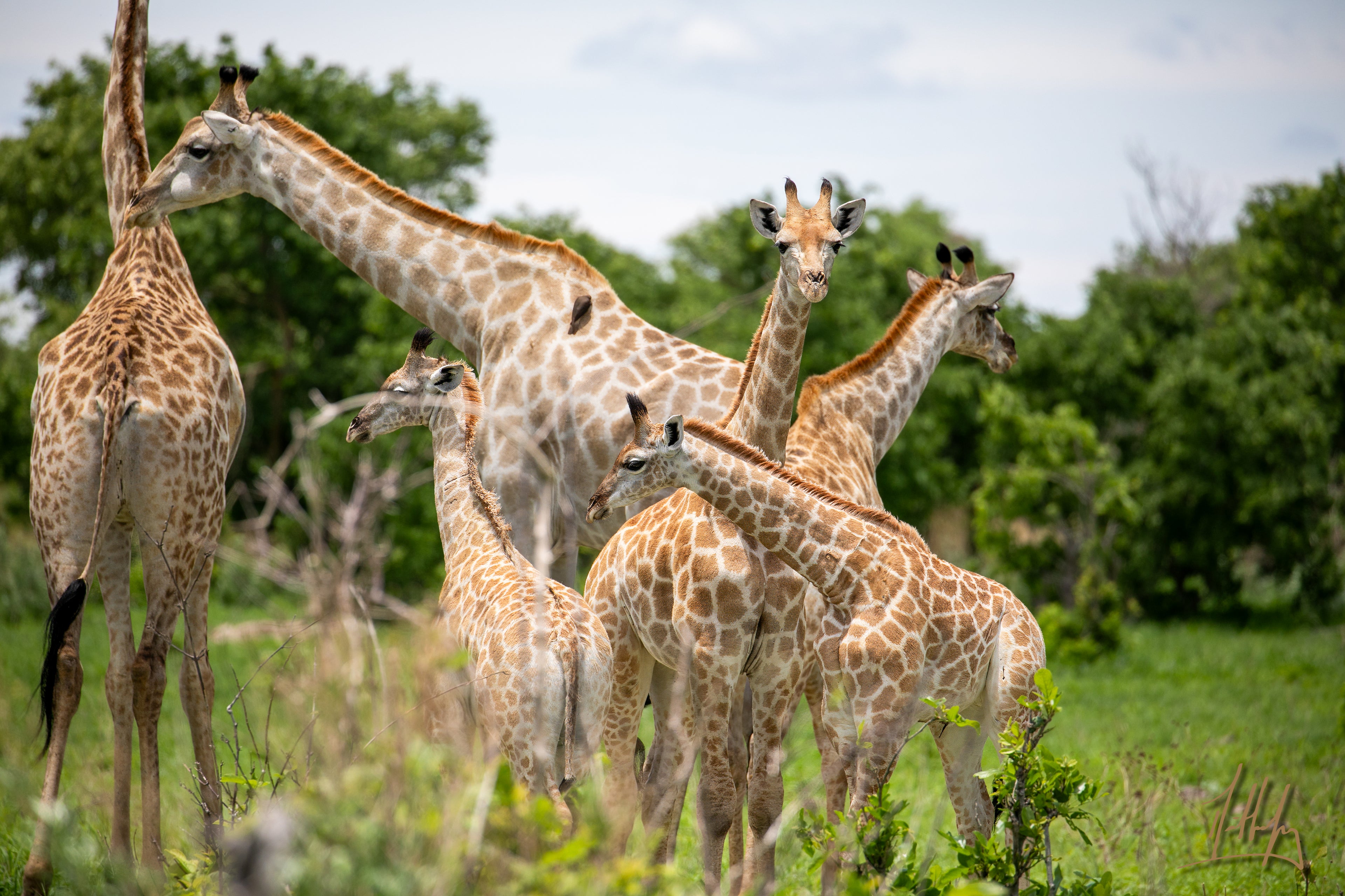 Group of giraffes in a natural setting with trees and grass.