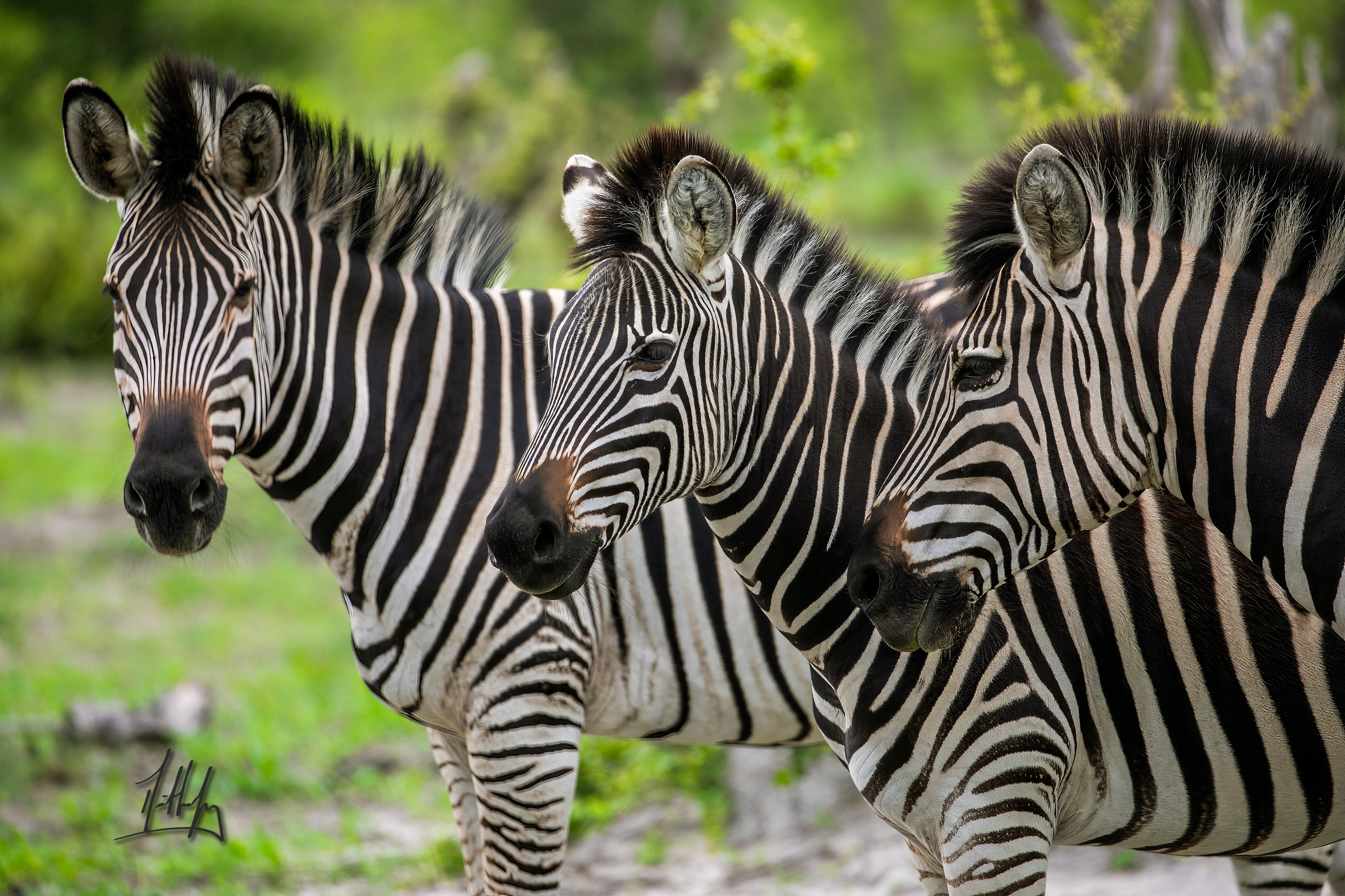Three zebras standing close together in a natural setting with greenery.